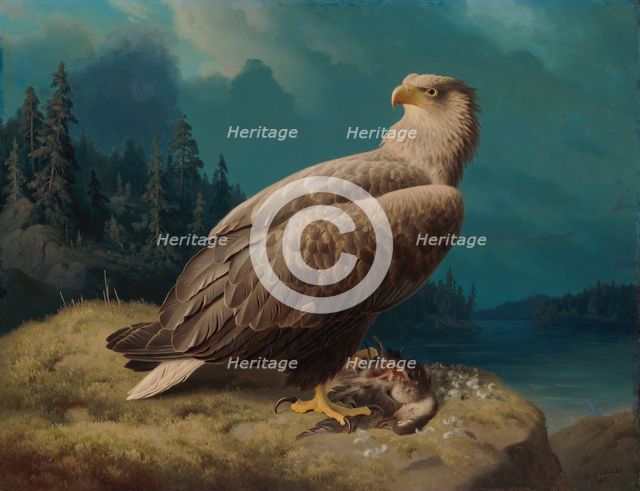 Old White-Tailed Sea Eagle, 1871. Creator: Ferdinand von Wright.