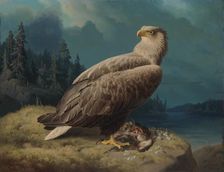Old White-Tailed Sea Eagle, 1871. Creator: Ferdinand von Wright