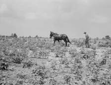 Oldest son of a sharecropper family working in the cotton, Chesnee, South Carolina, 1937. Creator: Dorothea Lange