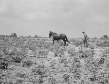 Oldest son of a sharecropper family working in the cotton, Chesnee, South Carolina, 1937. Creator: Dorothea Lange