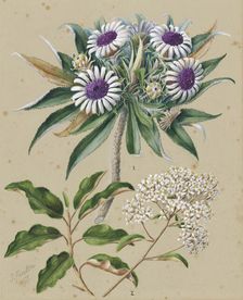 Olearia angustifolia: mutton bird scrub, Teteaweka; Olearia frufuracea: Akipirau, c.1885. Creator: Sarah Featon