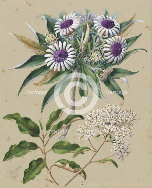 Olearia angustifolia: mutton bird scrub, Teteaweka; Olearia frufuracea: Akipirau, c.1885. Creator: Sarah Featon.