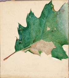 Oligocentra Lignicolor, Walker, study for book Concealing Coloration in the Animal Kingdom. Creator: Abbott Handerson Thayer
