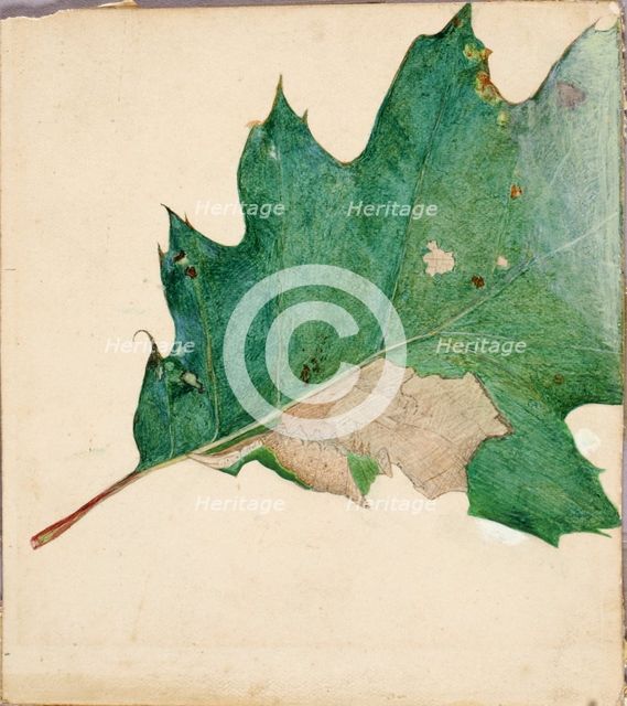 Oligocentra Lignicolor, Walker, study for book Concealing Coloration in the Animal Kingdom. Creator: Abbott Handerson Thayer.