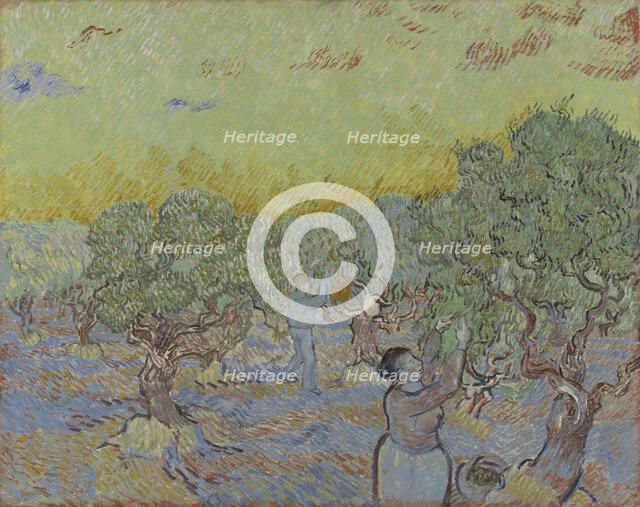 Olive grove with two olive pickers, 1889.