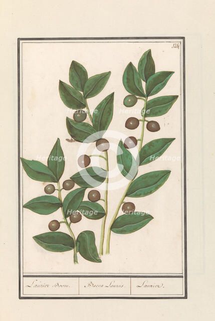 Olive (Olea europaea), 1596-1610. Creators: Anselmus de Boodt, Elias Verhulst.