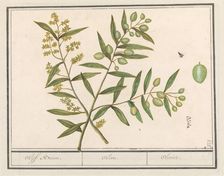 Olive (Olea europaea), 1596-1610. Creators: Anselmus de Boodt, Elias Verhulst
