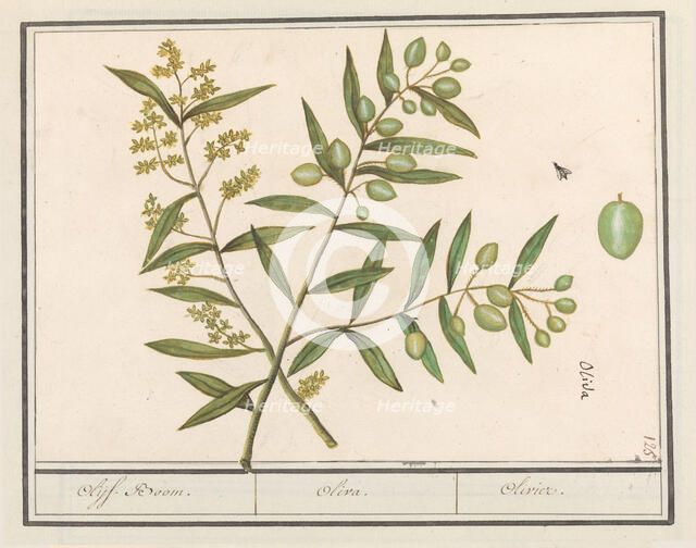 Olive (Olea europaea), 1596-1610. Creators: Anselmus de Boodt, Elias Verhulst.