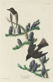 Olive-sided Flycatcher, 1833. Creator: Robert Havell