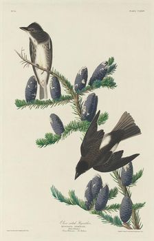 Olive-sided Flycatcher, 1833. Creator: Robert Havell