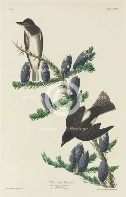 Olive-sided Flycatcher, 1833. Creator: Robert Havell.