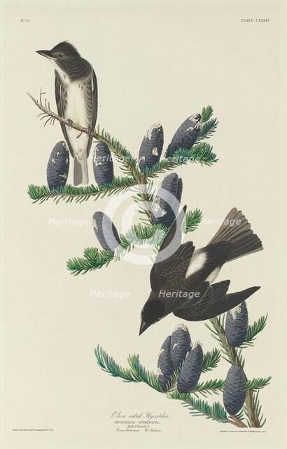 Olive-sided Flycatcher, 1833. Creator: Robert Havell.