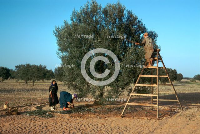Olive picking in Tunisia.