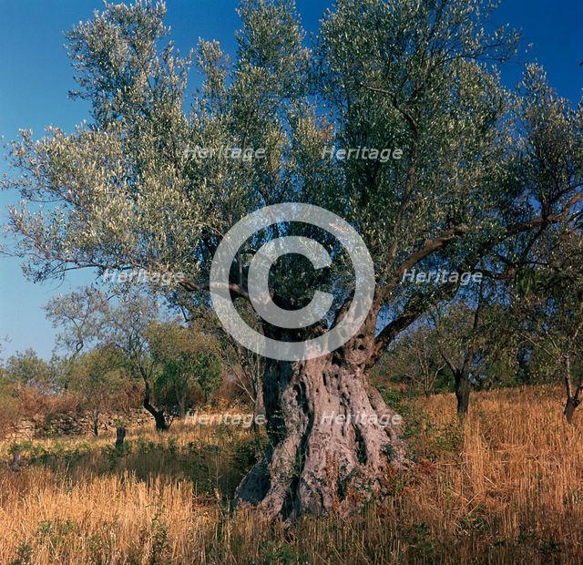 Olive tree in Sicily. Artist: Unknown