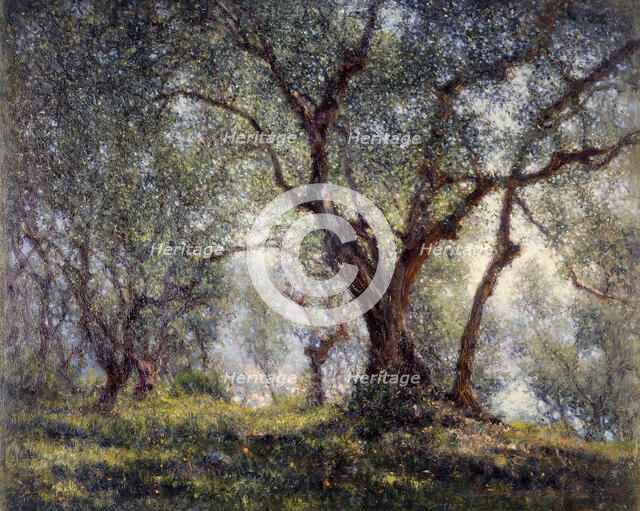 Olive trees in Menton, 18–07–1918. Creator: Henry Brokman.