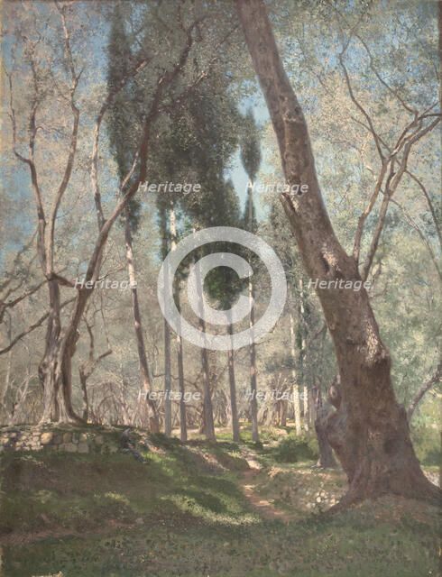 Olive trees in Menton, 1897. Creator: Henry Brokman.