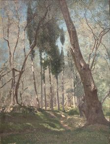 Olive trees in Menton, 1897. Creator: Henry Brokman