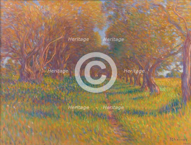 Olive trees in Provence, 1902. Creator: Rheiner, Louis (1863-1924).