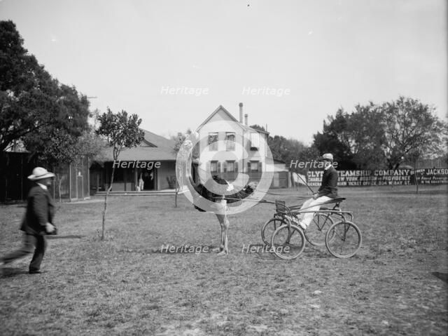 Oliver W., the famous trotting ostrich [at Florida Ostrich Farm, Jacksonville], c1903. Creator: Unknown.