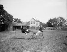 Oliver W., the famous trotting ostrich, Florida Ostrich Farm, Jacksonville, Florida, c1900-1910. Creator: Unknown
