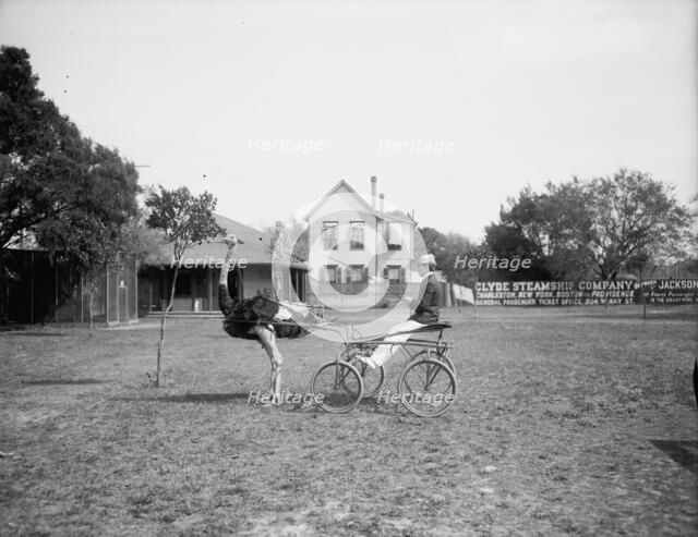 Oliver W., the famous trotting ostrich, Florida Ostrich Farm, Jacksonville, Florida, c1900-1910. Creator: Unknown.