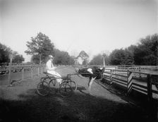 Oliver W., the famous trotting ostrich, Florida Ostrich Farm, Jacksonville, Florida, c1900-1910. Creator: Unknown