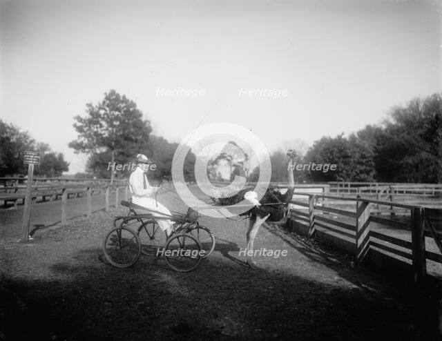 Oliver W., the famous trotting ostrich, Florida Ostrich Farm, Jacksonville, Florida, c1900-1910. Creator: Unknown.