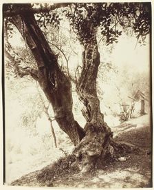 Olivier, Nice (Olive Tree, Nice), c. 1900. Creator: Eugene Atget