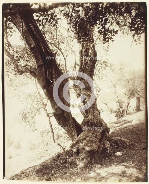 Olivier, Nice (Olive Tree, Nice), c. 1900. Creator: Eugene Atget.