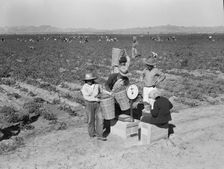 Open air food factory - weighing in peas, California, 1939. Creator: Dorothea Lange