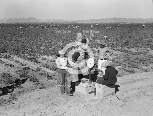 Open air food factory - weighing in peas, California, 1939. Creator: Dorothea Lange.