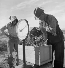 Open air food factory - weighing in peas, California, 1939. Creator: Dorothea Lange