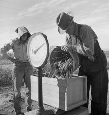 Open air food factory - weighing in peas, California, 1939. Creator: Dorothea Lange