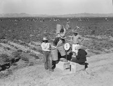 Open air food factory - weighing in peas, California, 1939. Creator: Dorothea Lange