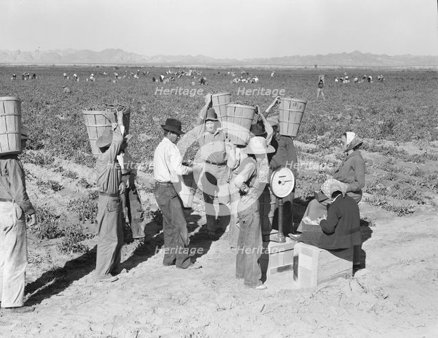 Open air food factory - weighing in the peas near Calipatria, California, 1939. Creator: Dorothea Lange.