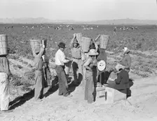 Open air food factory - weighing in the peas near Calipatria, California, 1939. Creator: Dorothea Lange