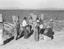 Open air food factory - weighing in the peas near Calipatria, California, 1939. Creator: Dorothea Lange