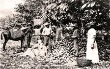 Opening cocoa pods, Trinidad, Trinidad and Tobago, c1900s.Artist: Strong