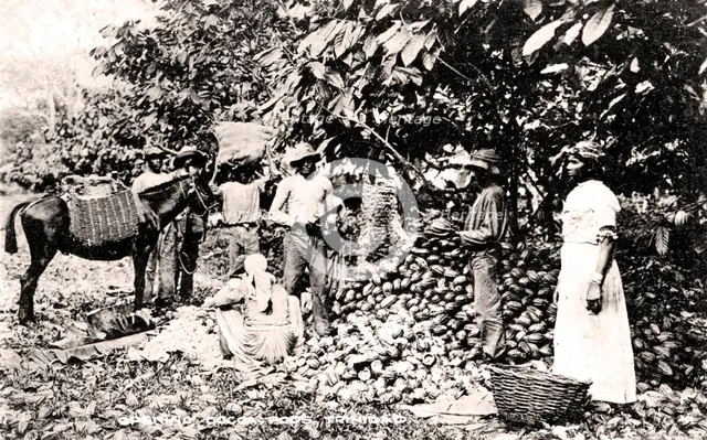 Opening cocoa pods, Trinidad, Trinidad and Tobago, c1900s.Artist: Strong