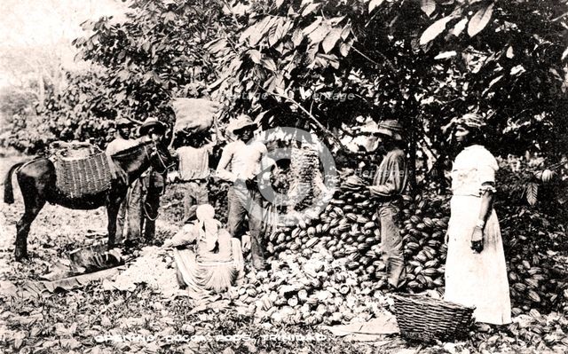 Opening cocoa pods, Trinidad, Trinidad and Tobago, c1900s.Artist: Strong