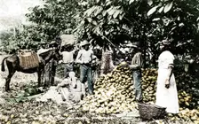 Opening cocoa pods, Trinidad, Trinidad and Tobago, c1900s. Artist: Strong