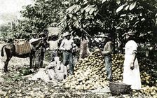 Opening cocoa pods, Trinidad, Trinidad and Tobago, c1900s. Artist: Strong