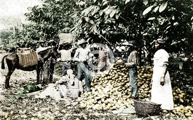 Opening cocoa pods, Trinidad, Trinidad and Tobago, c1900s. Artist: Strong.
