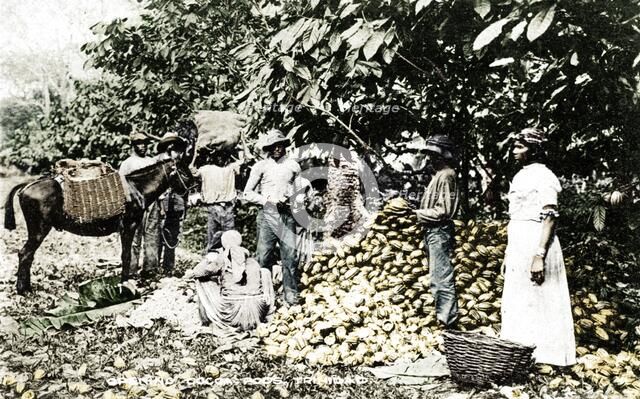Opening cocoa pods, Trinidad, Trinidad and Tobago, c1900s. Artist: Strong.