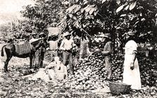 Opening cocoa pods, Trinidad, Trinidad and Tobago, c1900s.Artist: Strong