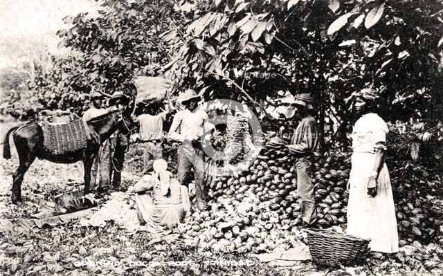 Opening cocoa pods, Trinidad, Trinidad and Tobago, c1900s.Artist: Strong