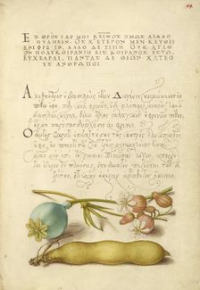 Opium Poppy, Bladder Campion, and Broad Bean, 1561-1562; illumination added 1591-1596. Creator: Joris Hoefnagel
