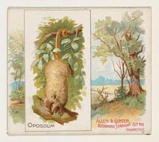 Opossum, from Quadrupeds series (N41) for Allen & Ginter Cigarettes, 1890. Creator: Allen & Ginter