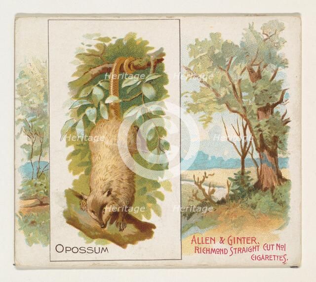 Opossum, from Quadrupeds series (N41) for Allen & Ginter Cigarettes, 1890. Creator: Allen & Ginter.