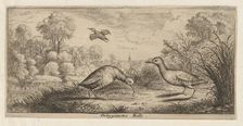 Ortygometra, Ralle (The Rail): Livre d'Oyseaux (Book of Birds), 1655-1660., Creator: albert flamen